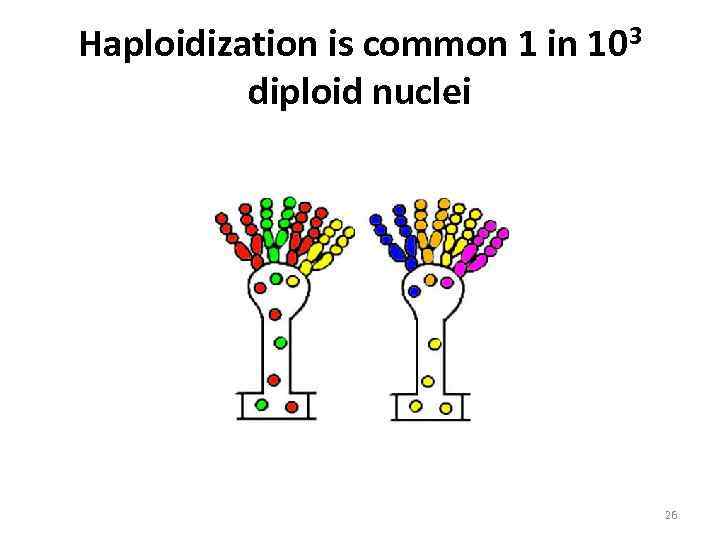 Haploidization is common 1 in 103 diploid nuclei 26 