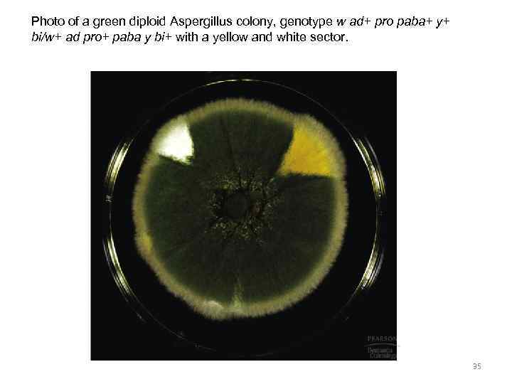 Photo of a green diploid Aspergillus colony, genotype w ad+ pro paba+ y+ bi/w+