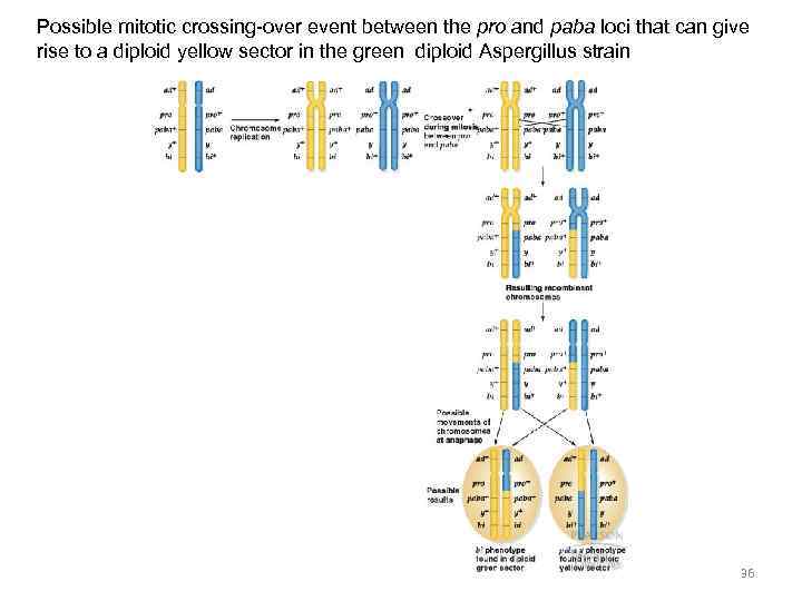 Possible mitotic crossing-over event between the pro and paba loci that can give rise