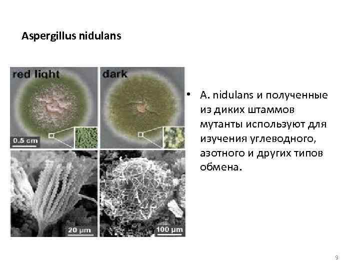 Аспергиллез пчел презентация