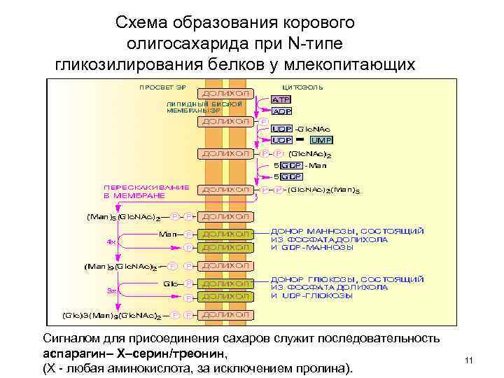 Установите последовательность этапов посттрансляционной модификации