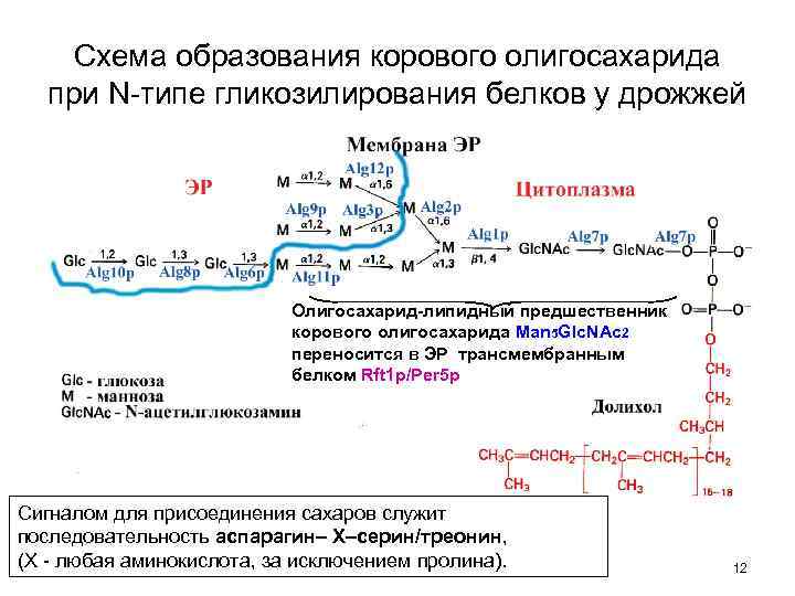 Схема образования белка