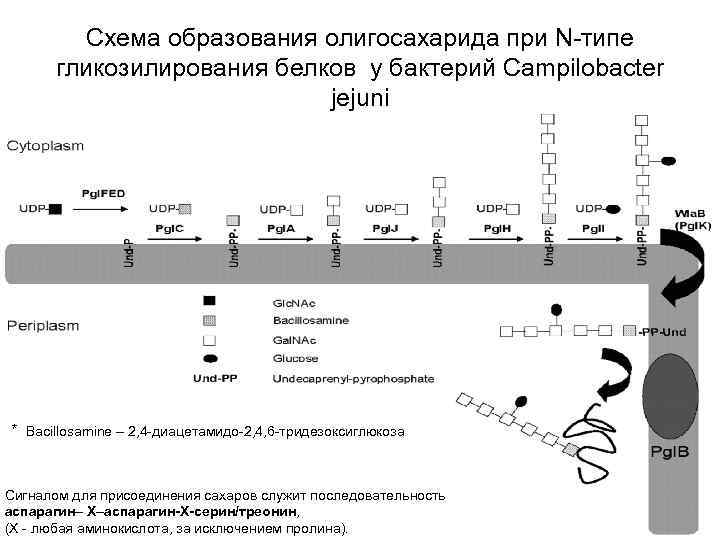 Схема образования линолеодистеарина