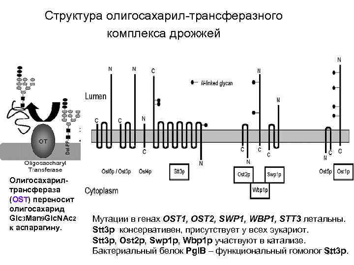 Структура олигосахарил-трансферазного комплекса дрожжей Олигосахарилтрансфераза (OST) переносит олигосахарид Glc 3 Man 9 Glc. NAc