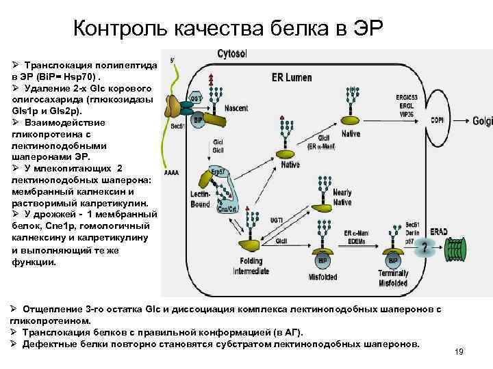 Установите последовательность этапов посттрансляционной модификации