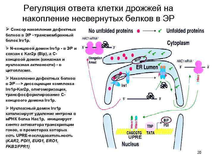 Лизин и монолаурин схема