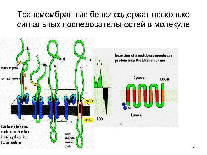 Модификация белка это