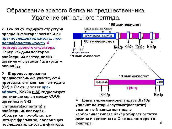 Установите последовательность этапов посттрансляционной модификации. Типы сигнальных пептидов. Структурный и кодирующий белок. Структура Гена и структура кодируемого им белка:. Сигнальный пептид белка.