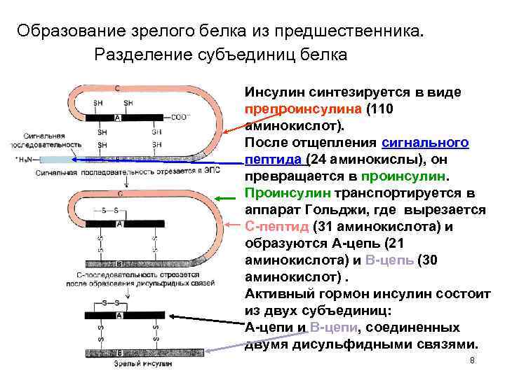 Этапы получения рекомбинантного инсулина