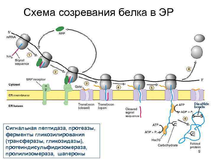 Осуществляют синтез и транспорт белков