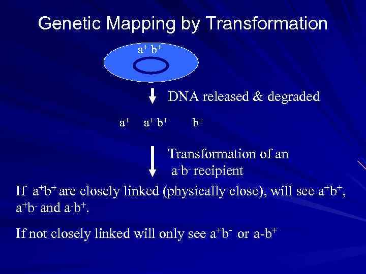 Genetic Mapping by Transformation a+ b+ DNA released & degraded a+ a+ b+ b+