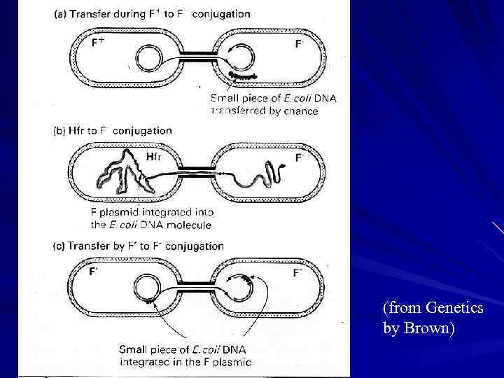 (from Genetics by Brown) 