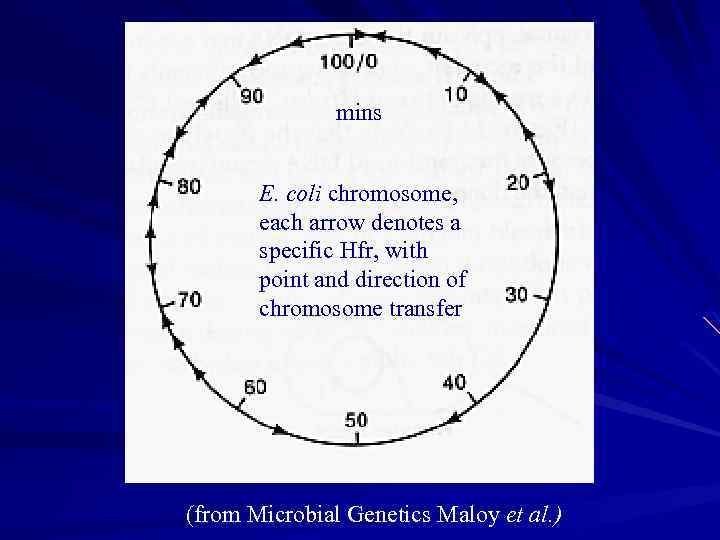 mins E. coli chromosome, each arrow denotes a specific Hfr, with point and direction