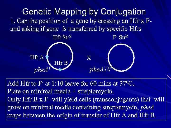 Genetic Mapping by Conjugation 1. Can the position of a gene by crossing an