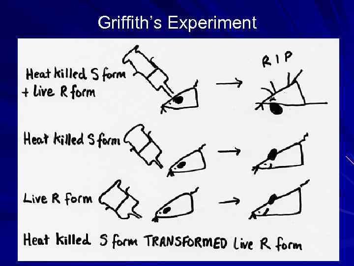 Griffith’s Experiment 