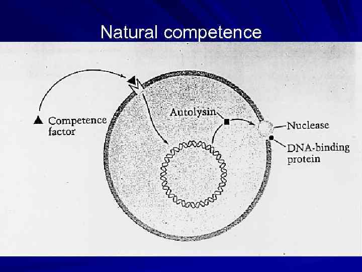 Natural competence 