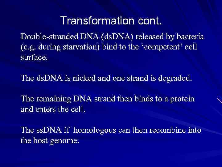 Transformation cont. Double-stranded DNA (ds. DNA) released by bacteria (e. g. during starvation) bind