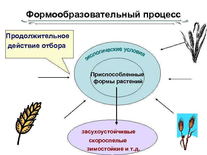 Формообразовательный процесс Продолжительное действие отбора Приспособленные формы растений засухоустойчивые скороспелые зимостойкие и т. д.