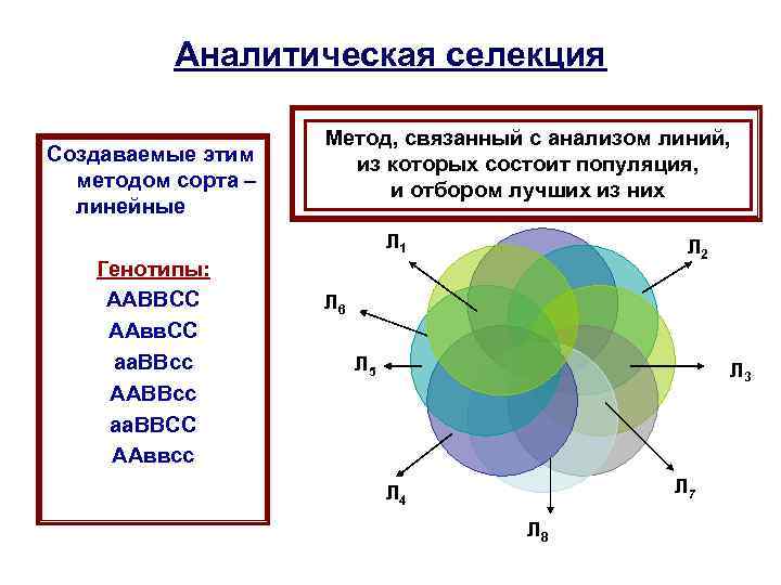 Метод связан с. Аналитическая селекция. Виды селекции аналитическая. Аналитическая и синтетическая селекция. Аналитическая селекция примеры.