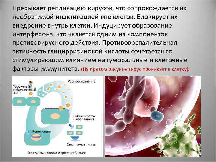 Прерывает репликацию вирусов, что сопровождается их необратимой инактивацией вне клеток. Блокирует их внедрение внутрь