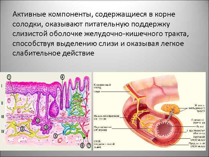 Активные компоненты, содержащиеся в корне солодки, оказывают питательную поддержку слизистой оболочке желудочно-кишечного тракта, способствуя