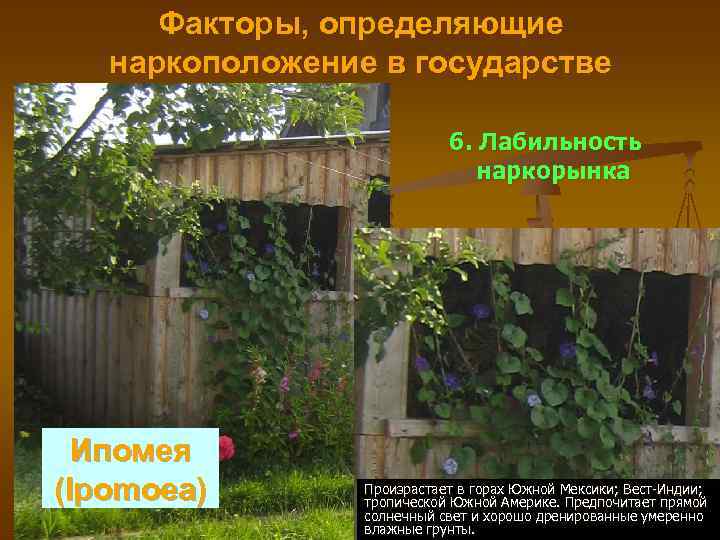 Факторы, определяющие наркоположение в государстве 6. Лабильность наркорынка Ипомея (Ipomoea) Произрастает в горах Южной