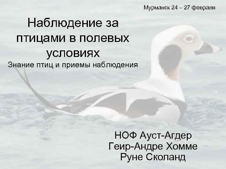 Мурманск 24 – 27 февраля Наблюдение за птицами в полевых условиях Знание птиц и
