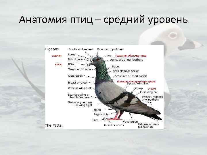 Анатомия птиц – средний уровень уздечки Радужная оболочка глаза клюв Большие кроющие перья крыла