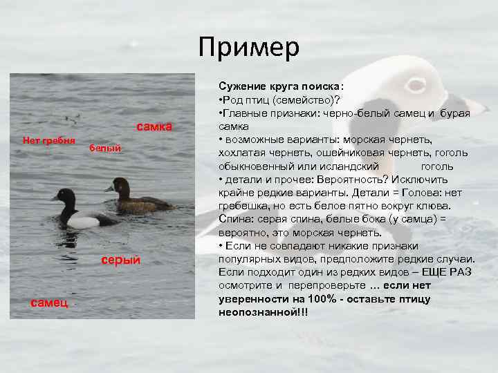 Пример самка Нет гребня белый серый самец Сужение круга поиска: • Род птиц (семейство)?