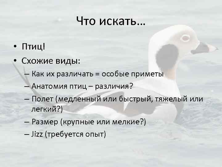 Что искать… • Птиц! • Схожие виды: – Как их различать = особые приметы