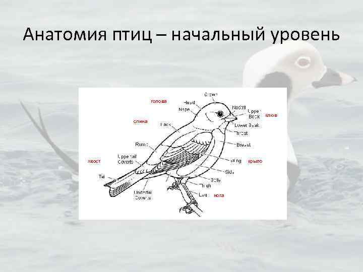 Анатомия птиц – начальный уровень голова клюв спина хвост крыло нога 