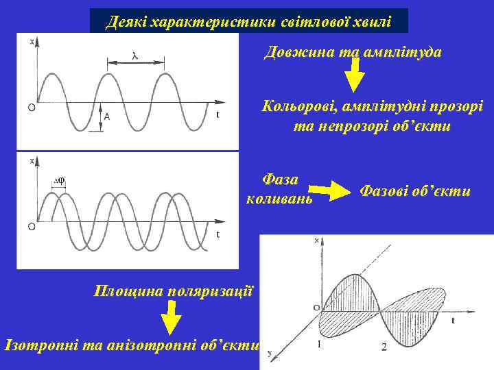 Деякі характеристики світлової хвилі Довжина та амплітуда Кольорові, амплітудні прозорі та непрозорі об’єкти Фаза