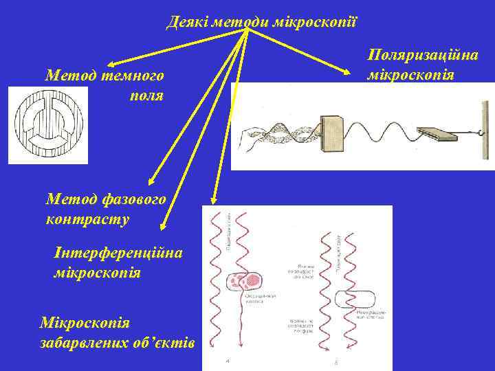 Деякі методи мікроскопії Метод темного поля Метод фазового контрасту Інтерференційна мікроскопія Мікроскопія забарвлених об’єктів