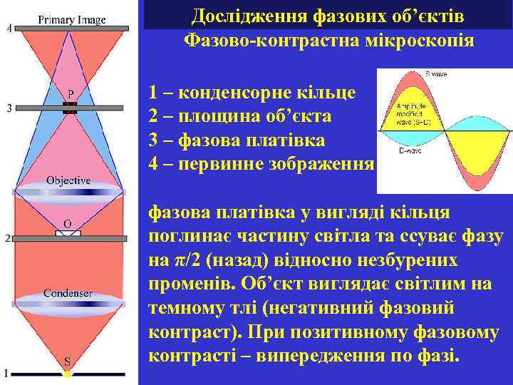 Дослідження фазових об’єктів Фазово-контрастна мікроскопія 1 – конденсорне кільце 2 – площина об’єкта 3