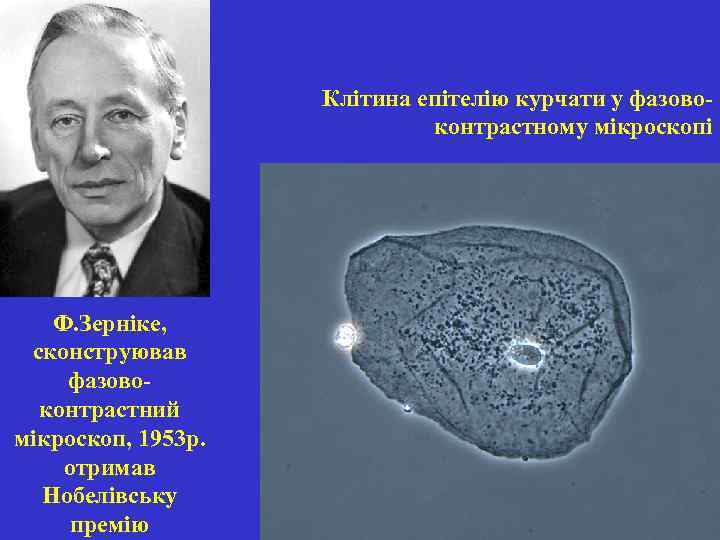 Клітина епітелію курчати у фазовоконтрастному мікроскопі Ф. Зерніке, сконструював фазовоконтрастний мікроскоп, 1953 р. отримав