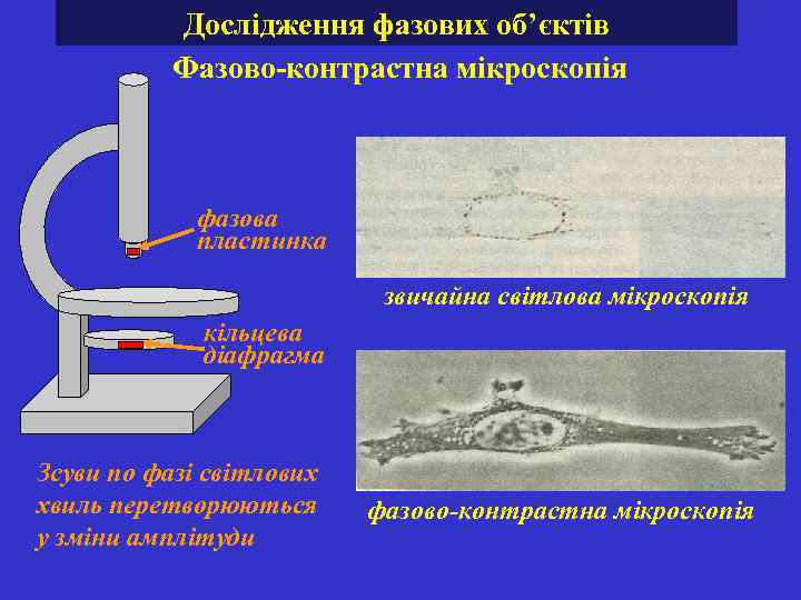 Дослідження фазових об’єктів Фазово-контрастна мікроскопія фазова пластинка звичайна світлова мікроскопія кільцева діафрагма Зсуви по