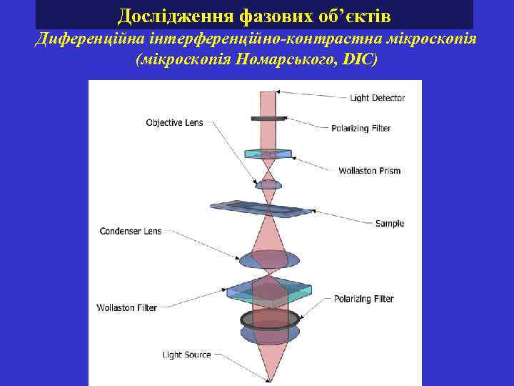 Дослідження фазових об’єктів Диференційна інтерференційно-контрастна мікроскопія (мікроскопія Номарського, DIC) 