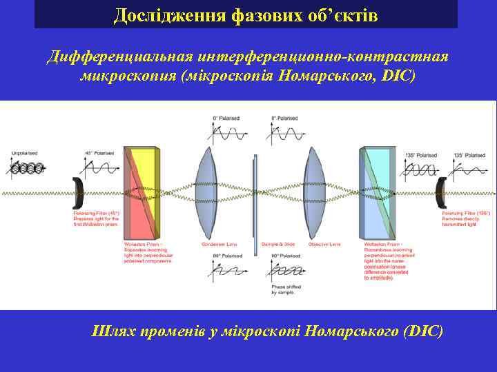 Дослідження фазових об’єктів Дифференциальная интерференционно-контрастная микроскопия (мікроскопія Номарського, DIC) Шлях променів у мікроскопі Номарського