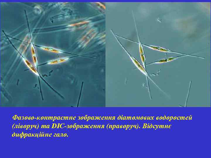 Фазово-контрастне зображення діатомових водоростей (ліворуч) та DIC-зображення (праворуч). Відсутнє дифракційне гало. 