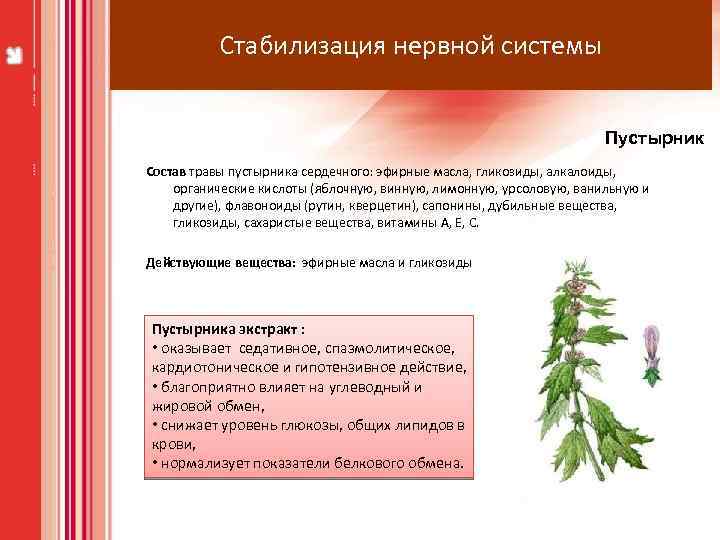 Стабилизация нервной системы Пустырник Состав травы пустырника сердечного: эфирные масла, гликозиды, алкалоиды, органические кислоты