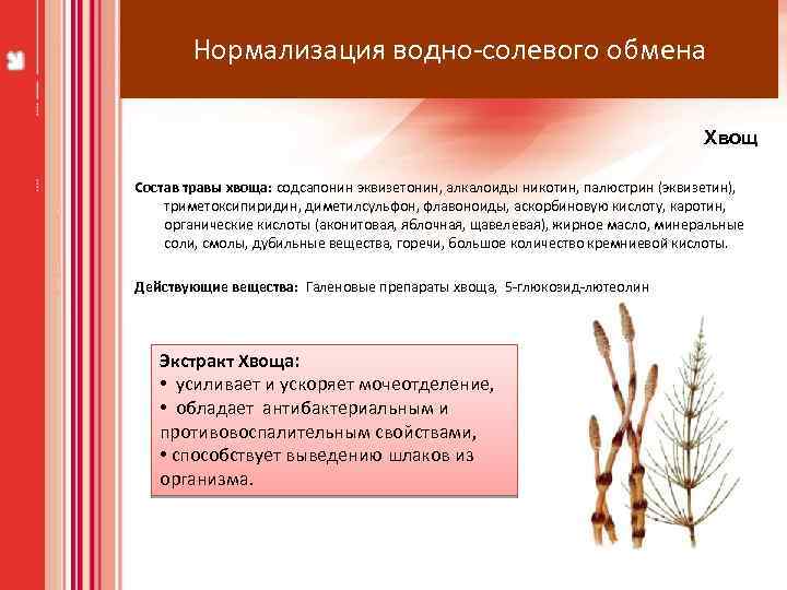 Нормализация водно-солевого обмена Хвощ Состав травы хвоща: содсапонин эквизетонин, алкалоиды никотин, палюстрин (эквизетин), триметоксипиридин,