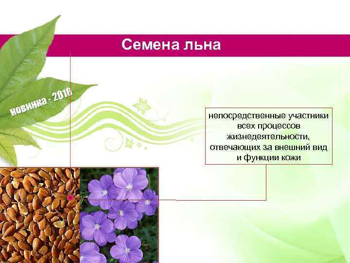 Семена льна непосредственные участники всех процессов жизнедеятельности, отвечающих за внешний вид и функции кожи