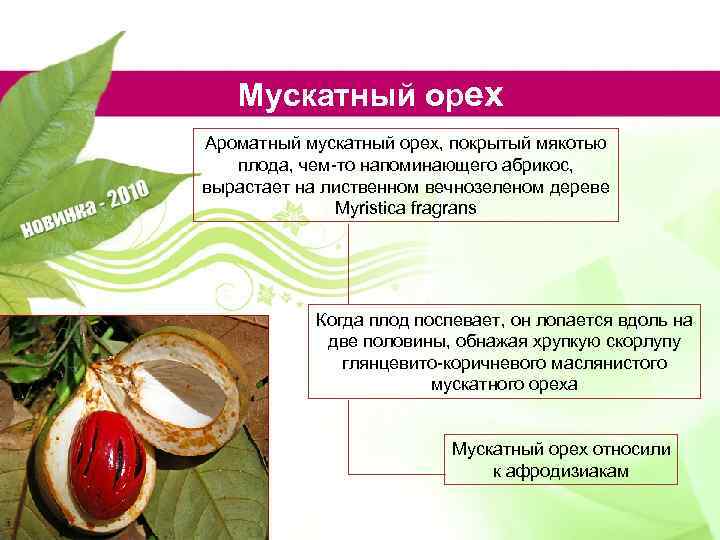 Мускатный орех Ароматный мускатный орех, покрытый мякотью плода, чем-то напоминающего абрикос, вырастает на лиственном