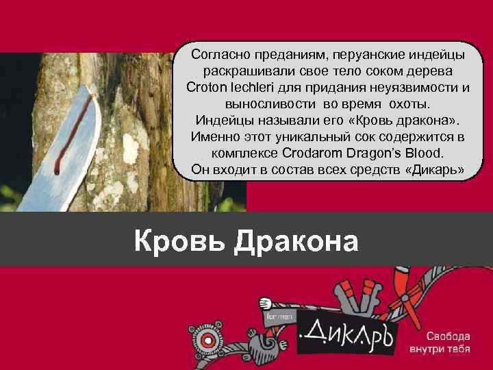 Согласно преданиям, перуанские индейцы раскрашивали свое тело соком дерева Croton lechleri для придания неуязвимости