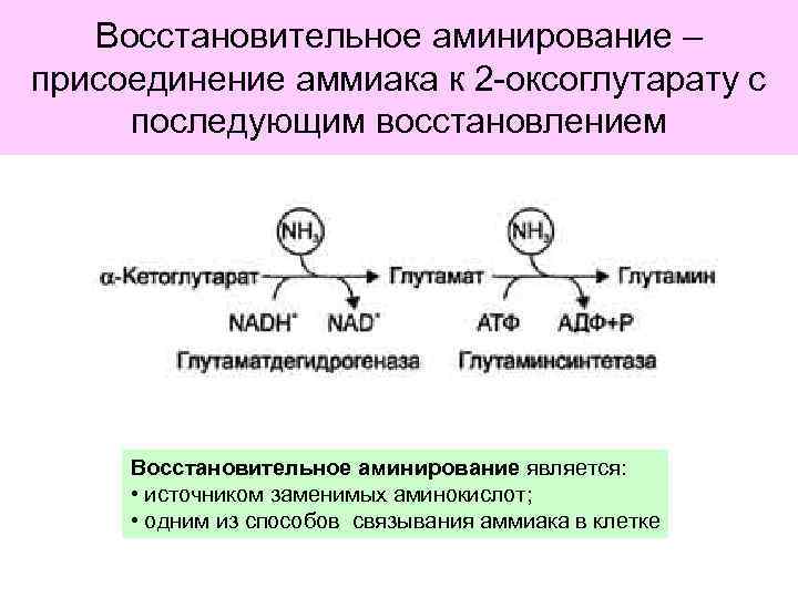 Восстановительное аминирование – присоединение аммиака к 2 -оксоглутарату с последующим восстановлением Восстановительное аминирование является: