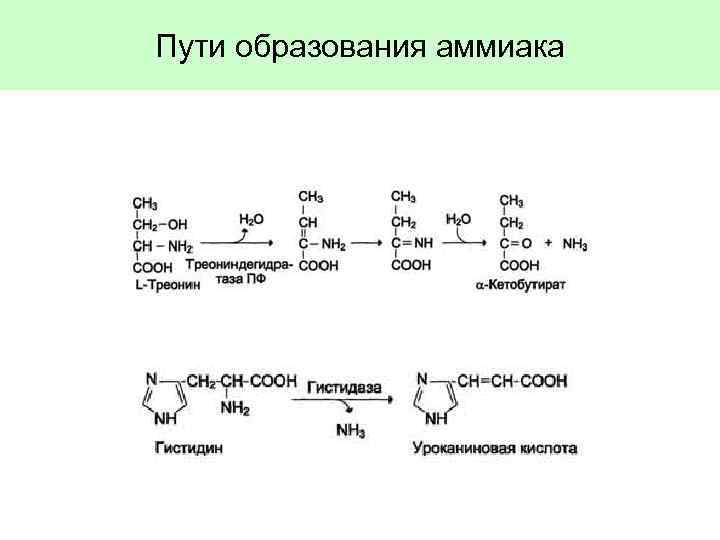 Пути образования аммиака 