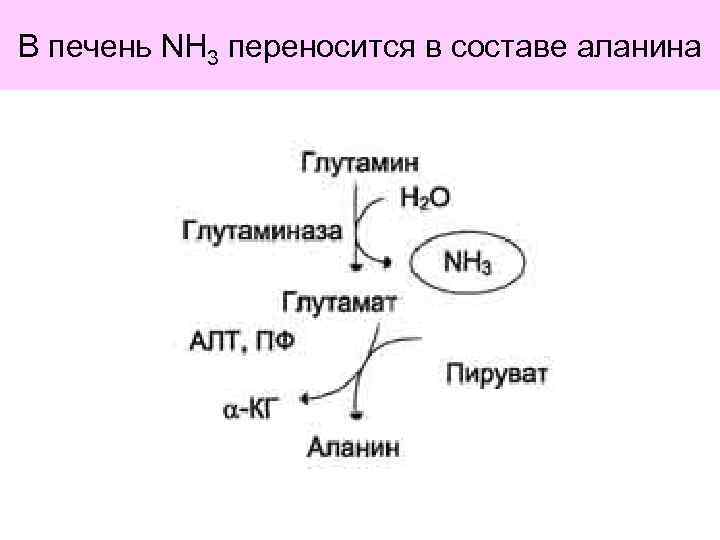 В печень NH 3 переносится в составе аланина 