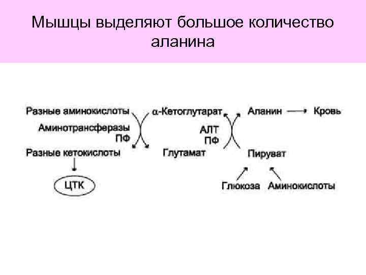 Мышцы выделяют большое количество аланина 