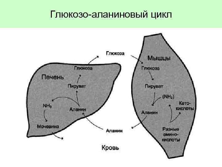 Глюкозо-аланиновый цикл 