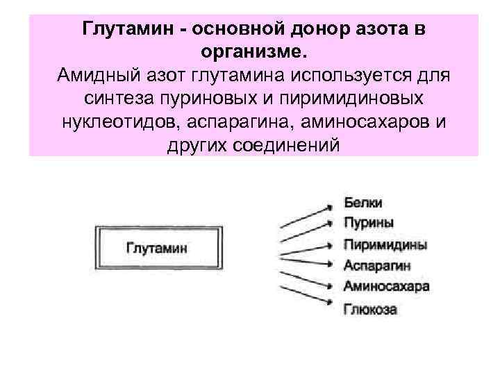 Глутамин - основной донор азота в организме. Амидный азот глутамина используется для синтеза пуриновых